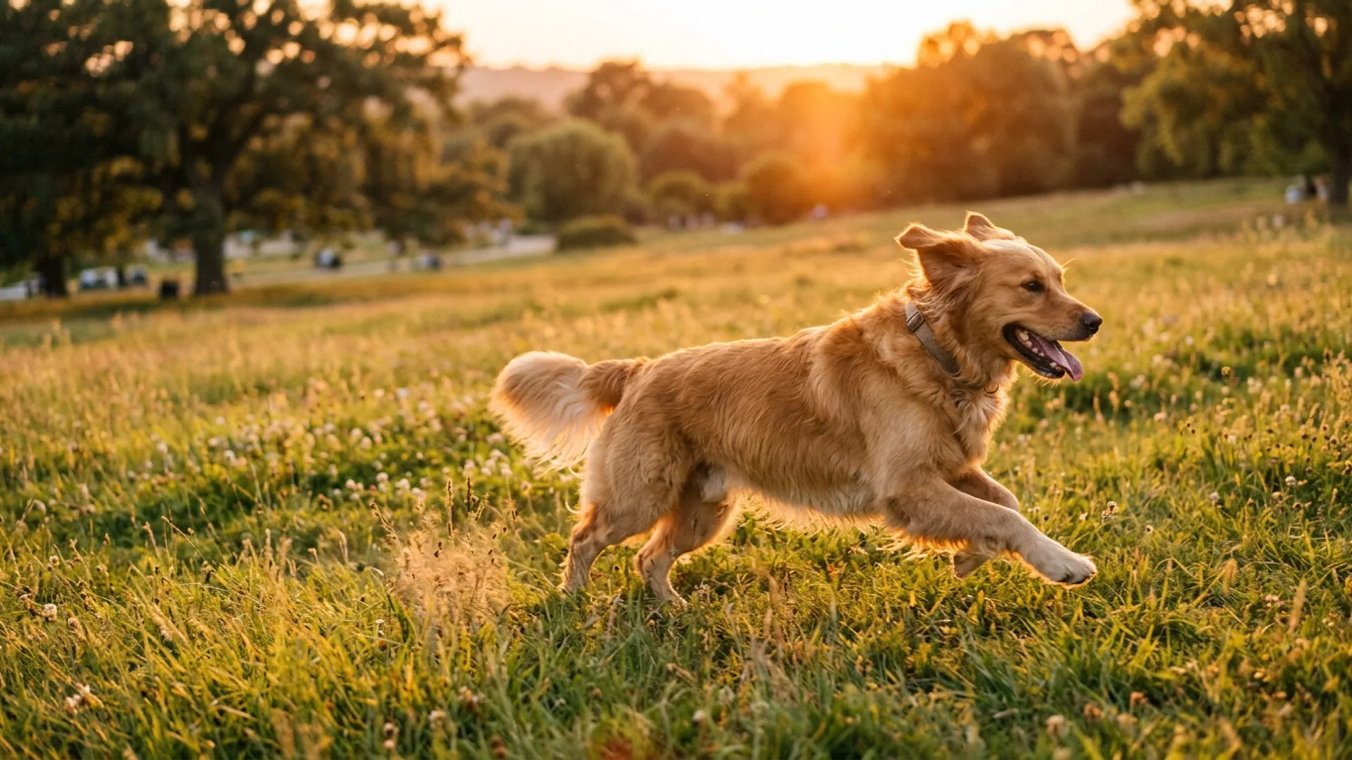A dog trainer working with a happy dog